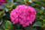 Let's Dance Loveable Reblooming Hydrangea