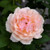 State Of Grace Hybrid Tea Rose