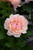 State Of Grace Hybrid Tea Rose