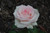 Moonstone Hybrid Tea Rose