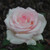 Moonstone Hybrid Tea Rose