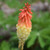 Flamenco Mix Torchlily 
Kniphofia