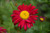 Robinson's Red Painted Daisy