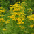 Isla Gold Tansy