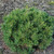 Pesto Dwarf Mugo Pine
Iseli TruDwarf Mugo Pine