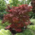 Adrians Compact Japanese Maple