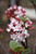 Spice Girl Korean spice Viburnum