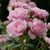Reminiscent Pink Rose
Proven Winners