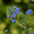 Queen of Hearts Brunnera