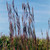 Andropogon gerardii Big Bluestem