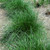 Tufted Hair Grass
Deschampsia cespitosa