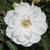 Iceberg Climbing Rose