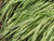 Variegated Moor Grass