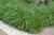 Fountain Grass Ornamental Grass