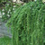 Stiff Weeper Weeping Japanese Larch