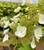 Toy Soldier Oakleaf Hydrangea