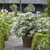 Fairytrail Bride® Cascade Hydrangea