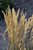 El dorado Feather Reed Ornamental Grass