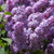 Common Lilac