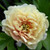 Canary Brilliants Itoh Peony