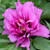 Morning Lilac Itoh Peony