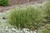 Overdam Variegated Feather Reed Ornamental Grass