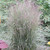 Overdam Variegated Feather Reed Ornamental Grass