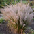 Korean Feather Reed Ornamental Grass