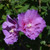 Dark Lavender Chiffon Rose of Sharon