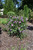 Dark Lavender Chiffon Rose of Sharon