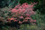 Autumn Brilliance Serviceberry