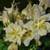 Earlybird Yellow Columbine