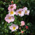 Carefree Delight Rose