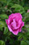Foxi Pavement Rose