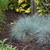 Elijah Blue Fescue Ornamental Grass