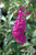 Royal Red Butterfly Bush