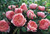 The Alnwick David Austin Rose