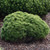 Palouse TRUdwarf Mugo Pine