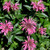 Pink Chenille Beebalm