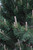 Tannenbaum Mugo Pine