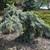 Weeping Blue Spruce
