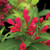 Crimson Kisses Weigela