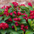 Maroon Swoon Weigela