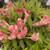 Peach Kisses Weigela