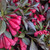Stunner Weigela