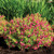 Strobe Weigela