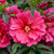 Watermelon Ruffles Hibiscus