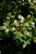 Shamrock Inkberry Holly