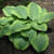 Climax Hosta