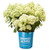 Bubble Bath Hydrangea